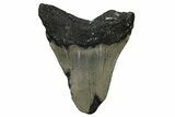 Fossil Megalodon Tooth - North Carolina #338569-1